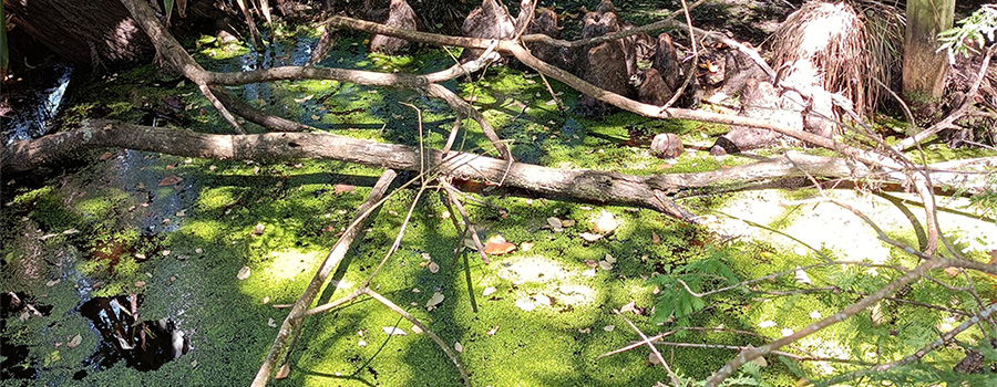 Image of leaves floating on the water