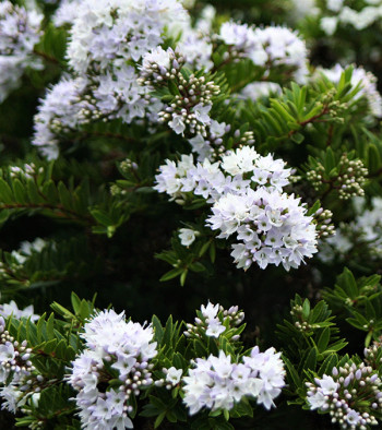 Close up image of a hebe bush