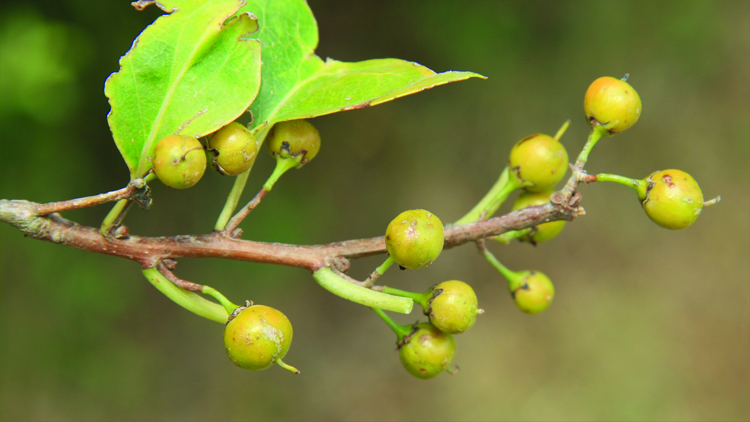 Image - Climbing spindleberry
