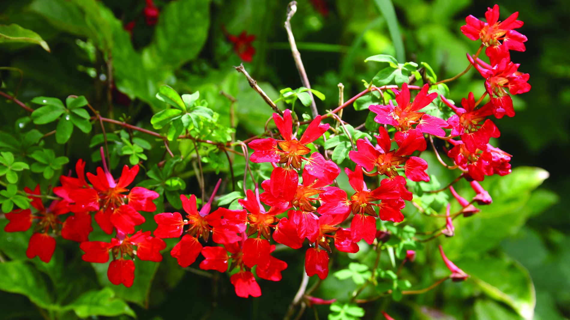 Image of a chilean flame creeper