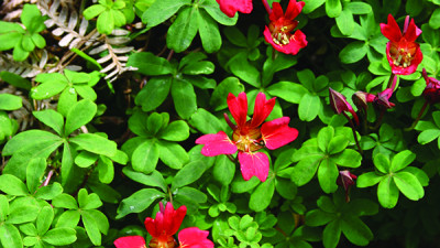 Close up image of chilean flame creeper