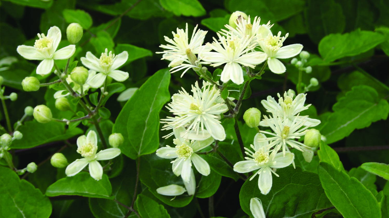 Image - Old man's beard