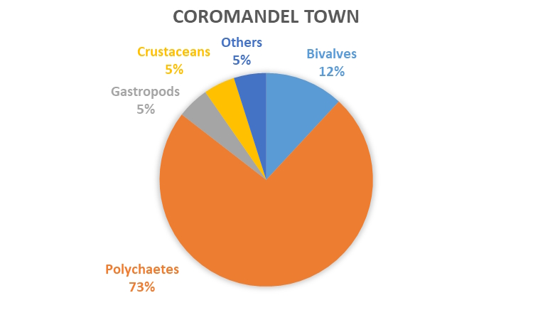 REMP monitoring results - data graph - Coromandel Town