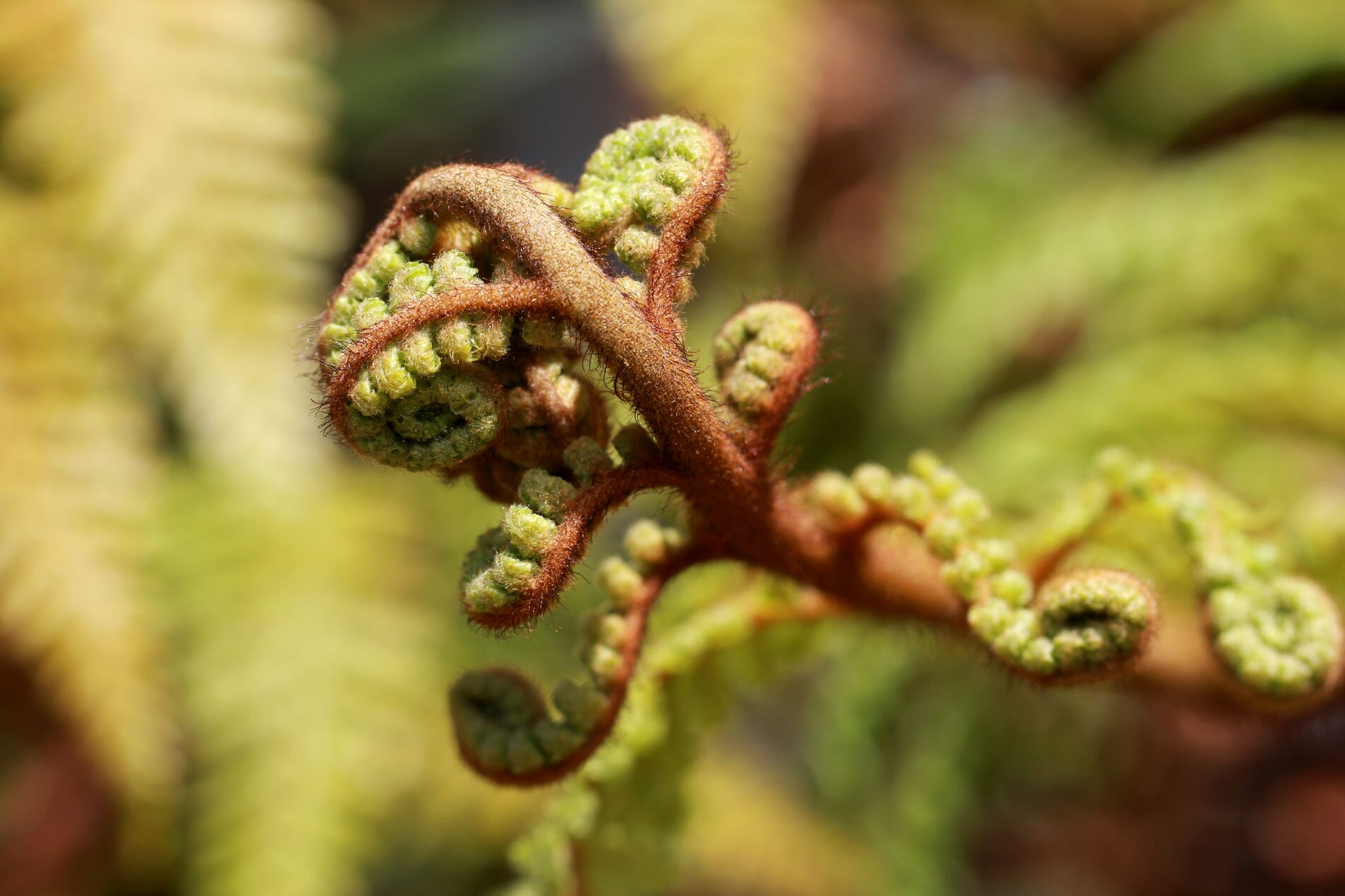 Image of unfurling fern fronds