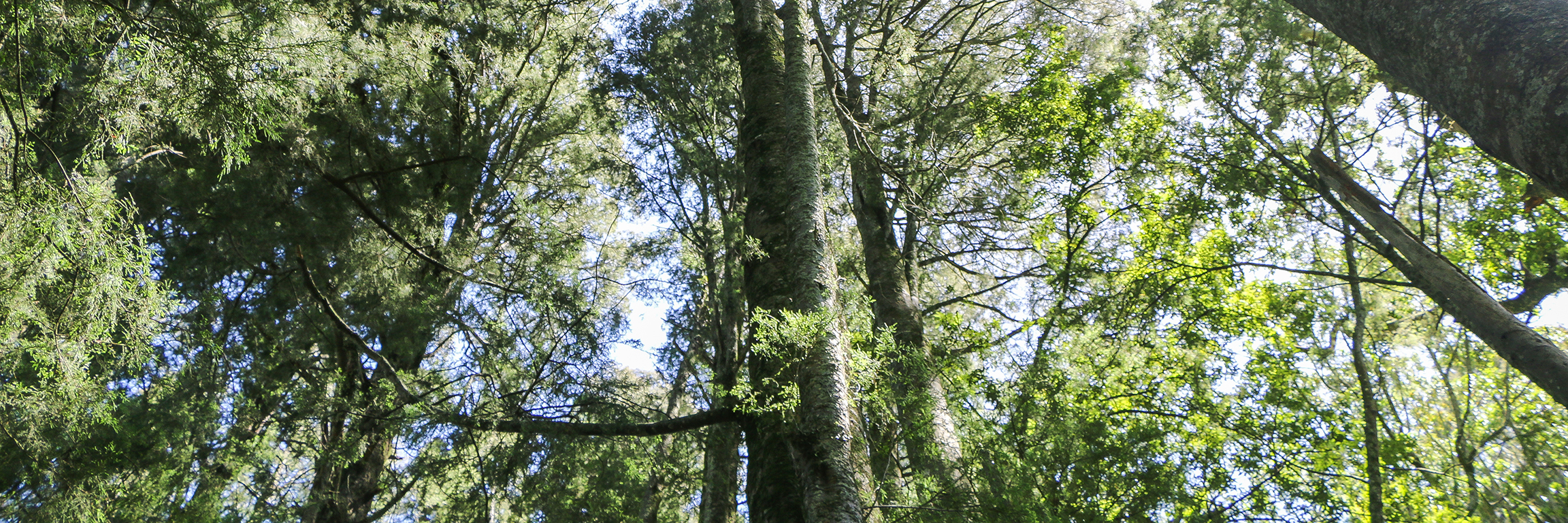 Image looking up at a canopy of trees