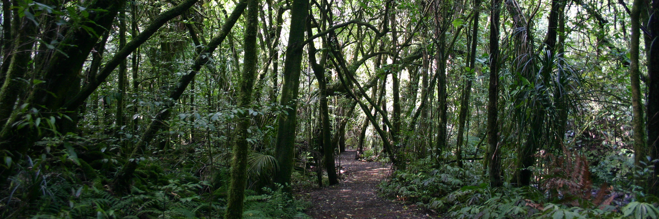 Image of several trees in a forest