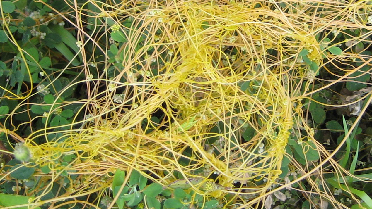 Image of golden dodder