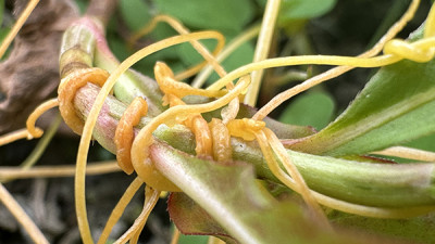 Close up image of golden dodder