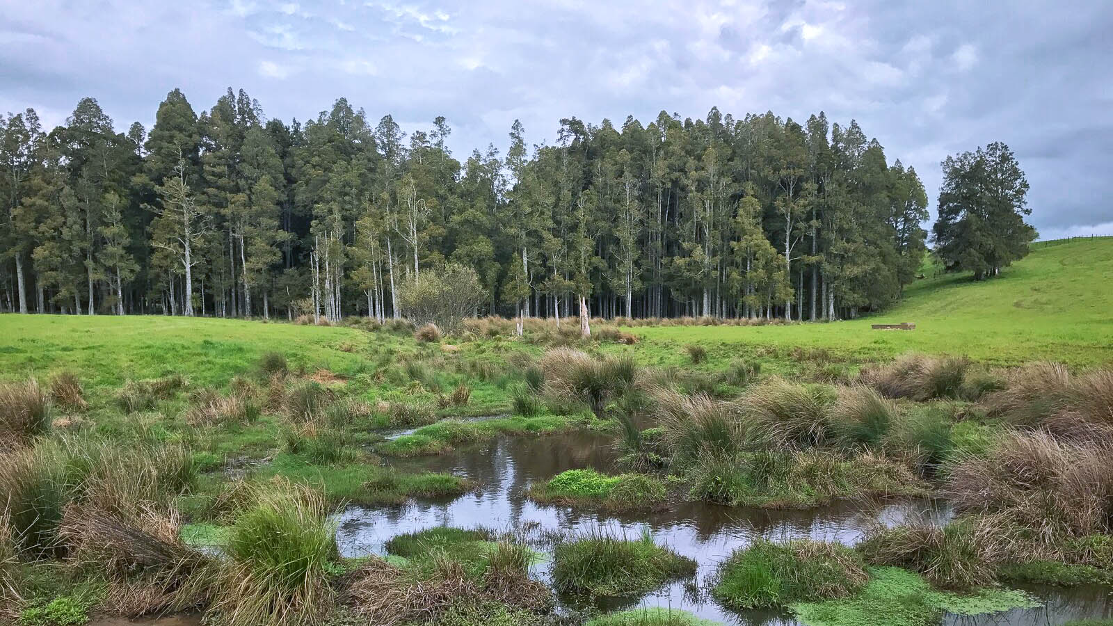 Kahikatea forest fragment