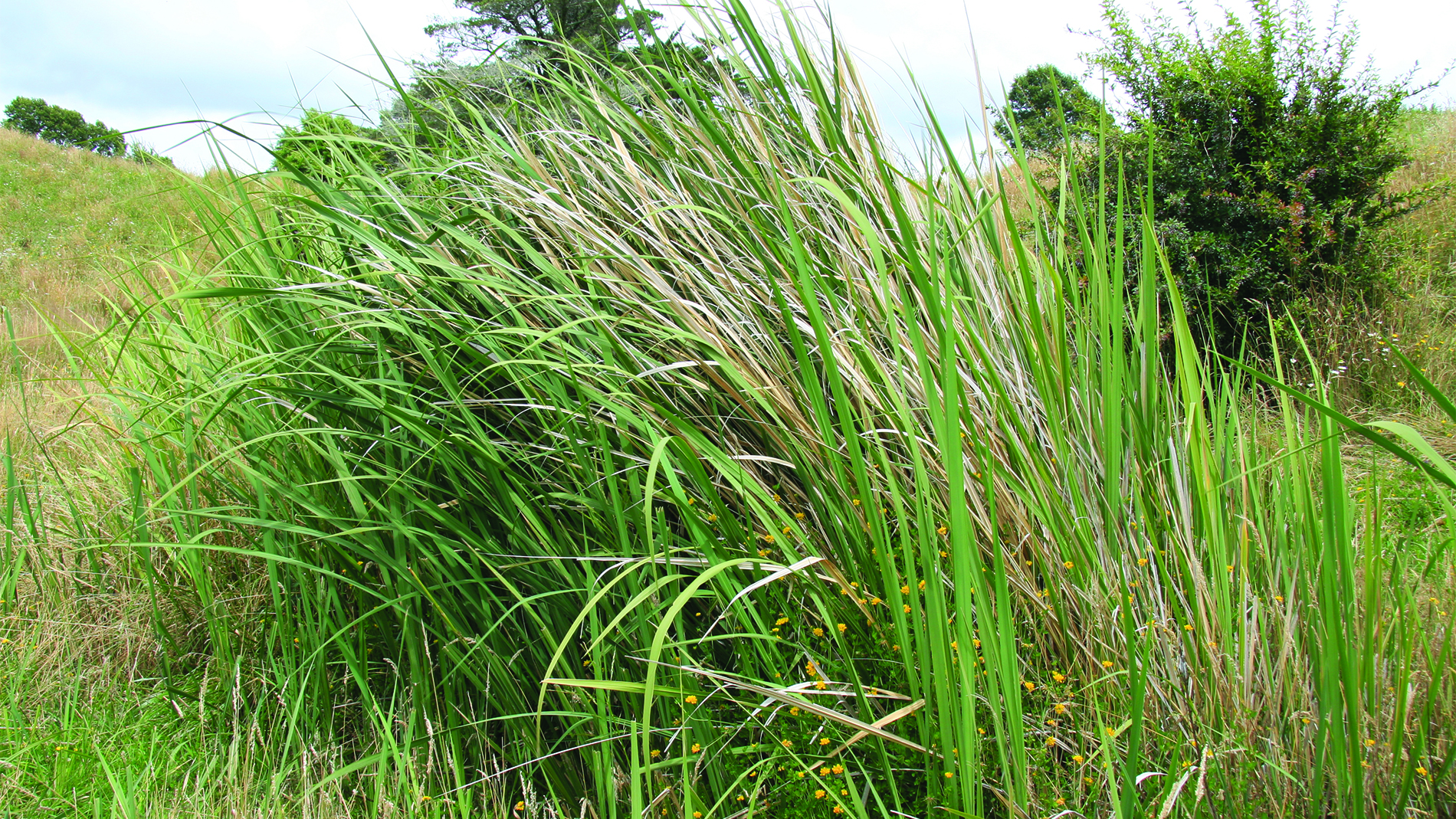 Image of a plant called manchurian wild rice