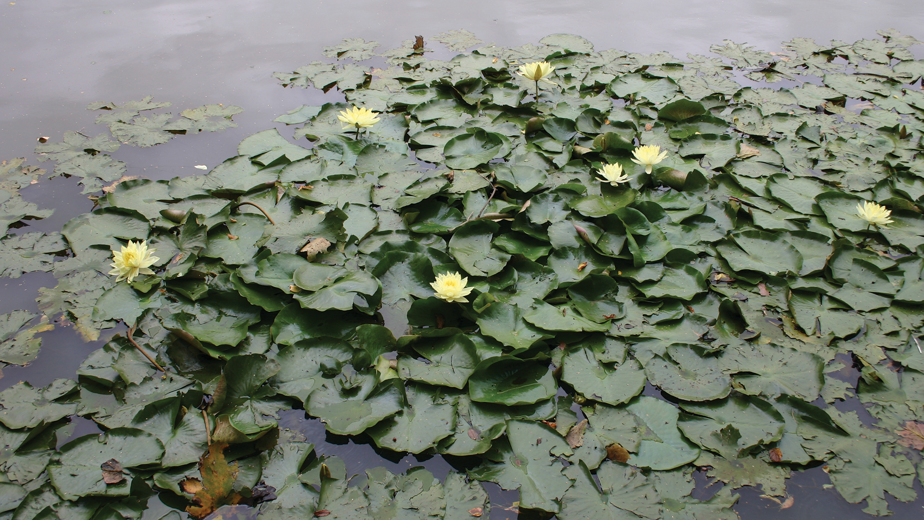 Image -  Nymphaea mexicana Mexican Water Lily