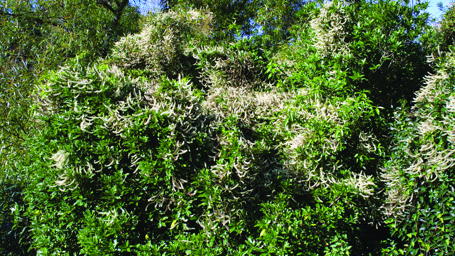 Image - Mignonette vine