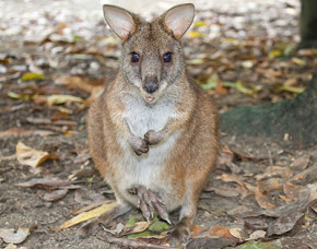 Image of a parma wallaby sitting on the ground