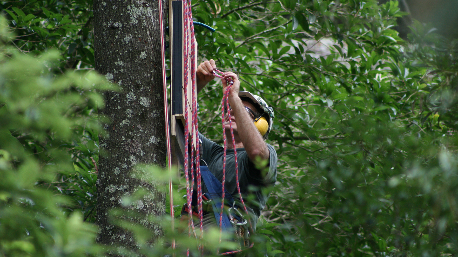 Image of a man roped up a tree in a harness
