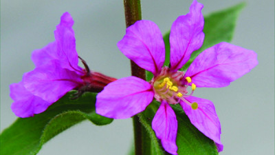 Close up of purple loosestrife