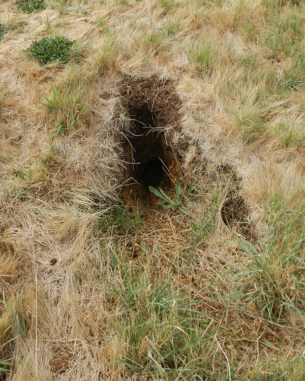 Image of a rabbit burrow in a field