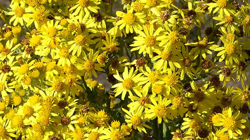 Image - Ragwort flower