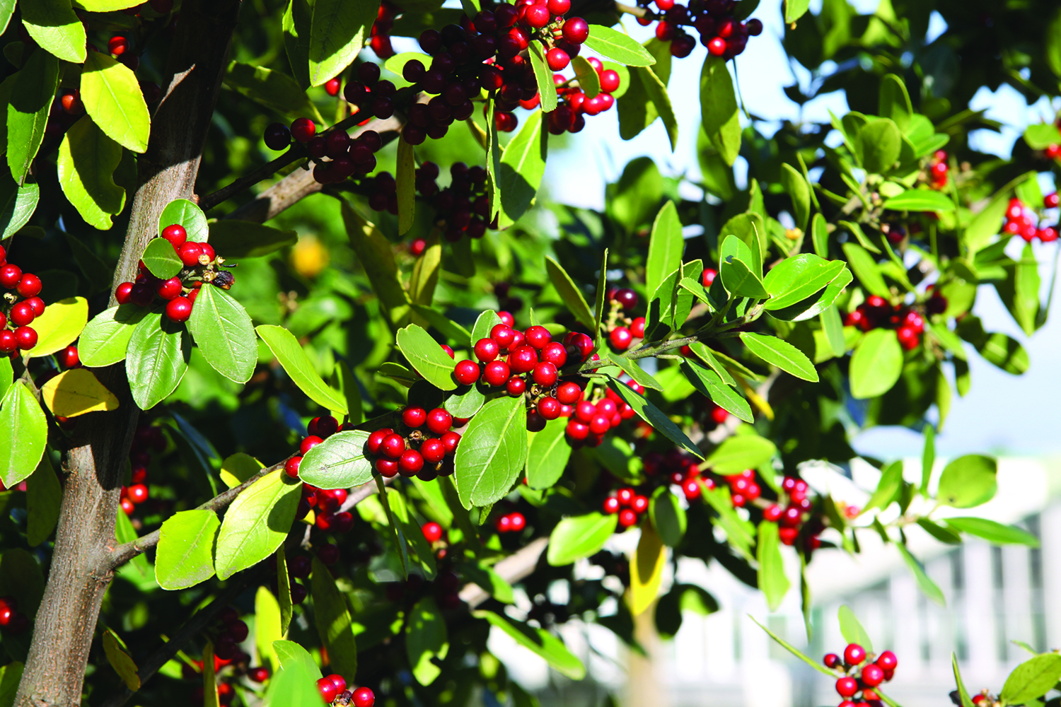 Image - Evergreen buckthorn