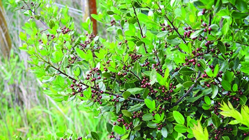 Image - Evergreen buckthorn