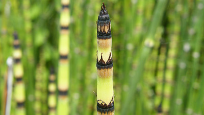 Close up of rough horsetail