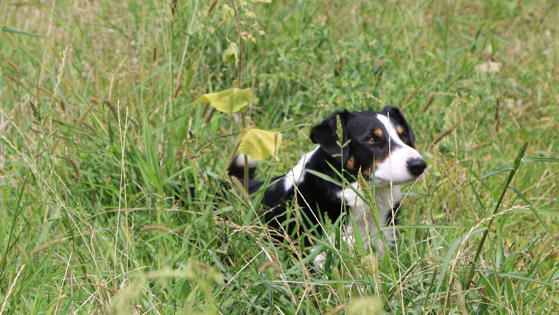 Image - Rusty the velvetleaf tracker dog with velvetleaf plant