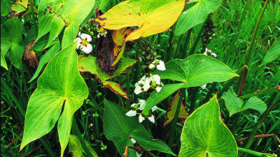 Image of sagittaria arrowhead