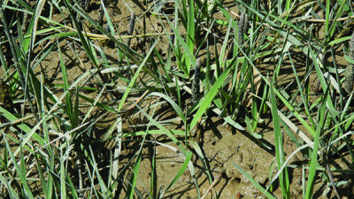 Close up image of spartina