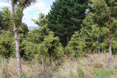 View down the planted rows of trees that Farmer Ian prunes himself by hand