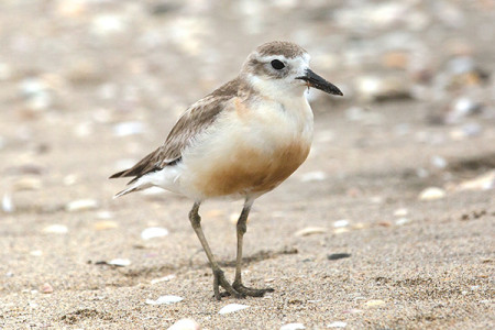 Close up of NZ Dotterel on a sandy beach