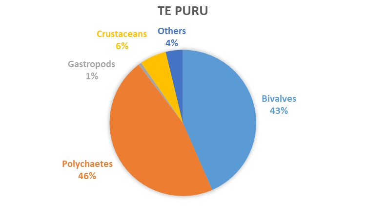 REMP monitoring results - data graph - Te Puru macrofauna