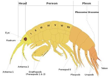 Image - Amphipod features
