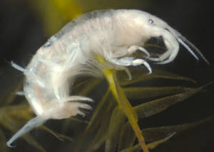 Image - Corophiid amphipod (Photo courtesy of Stephen Moore, Landcare Research)