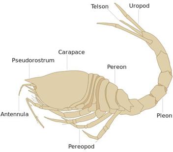Image - Cumacean features