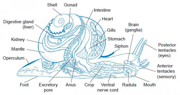 Image - Gastropod internal structure