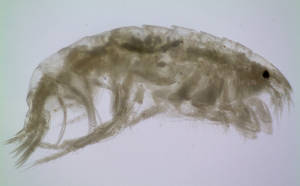 Image - Phoxocephalid amphipod