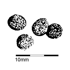 Image - To scale graphic of hare poo