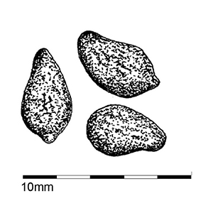 Image -  actual scale graphic of dama wallaby poo