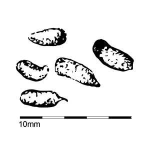 Image - To scale graphic of possum poo