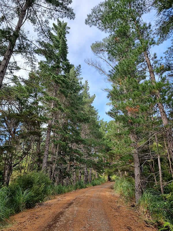 Image - Wilding Pines