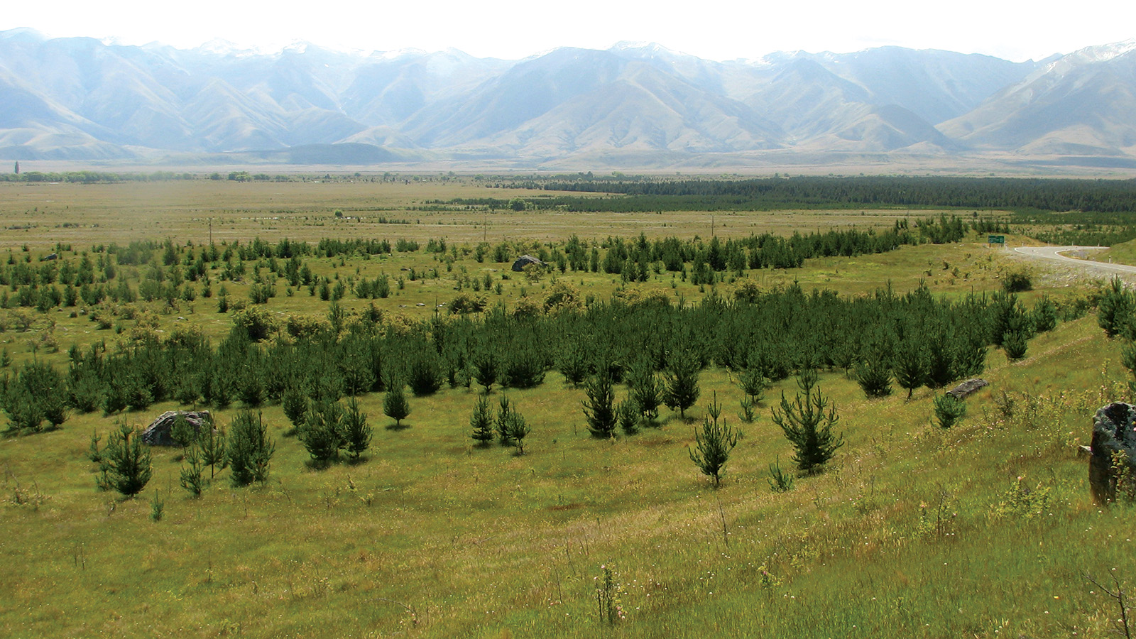 Image - Wilding pines Canterbury