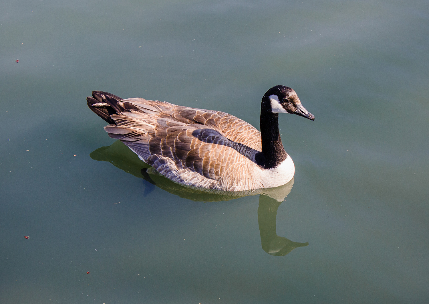 Image - Canada goose