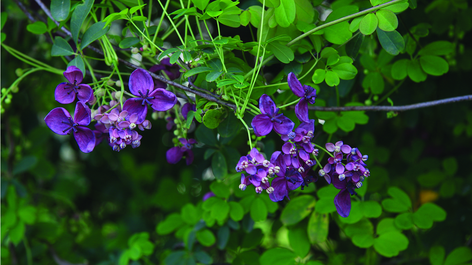 Image - Chocolate vine