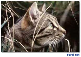 Image - Feral cat