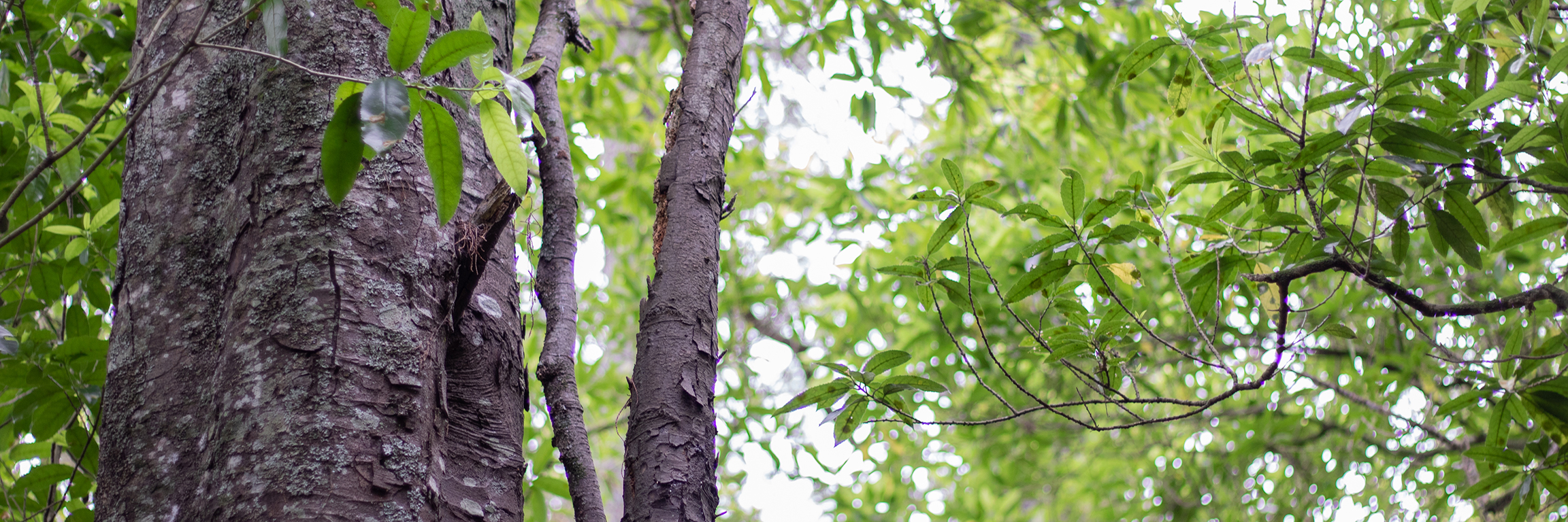 Image of a close up of a tree