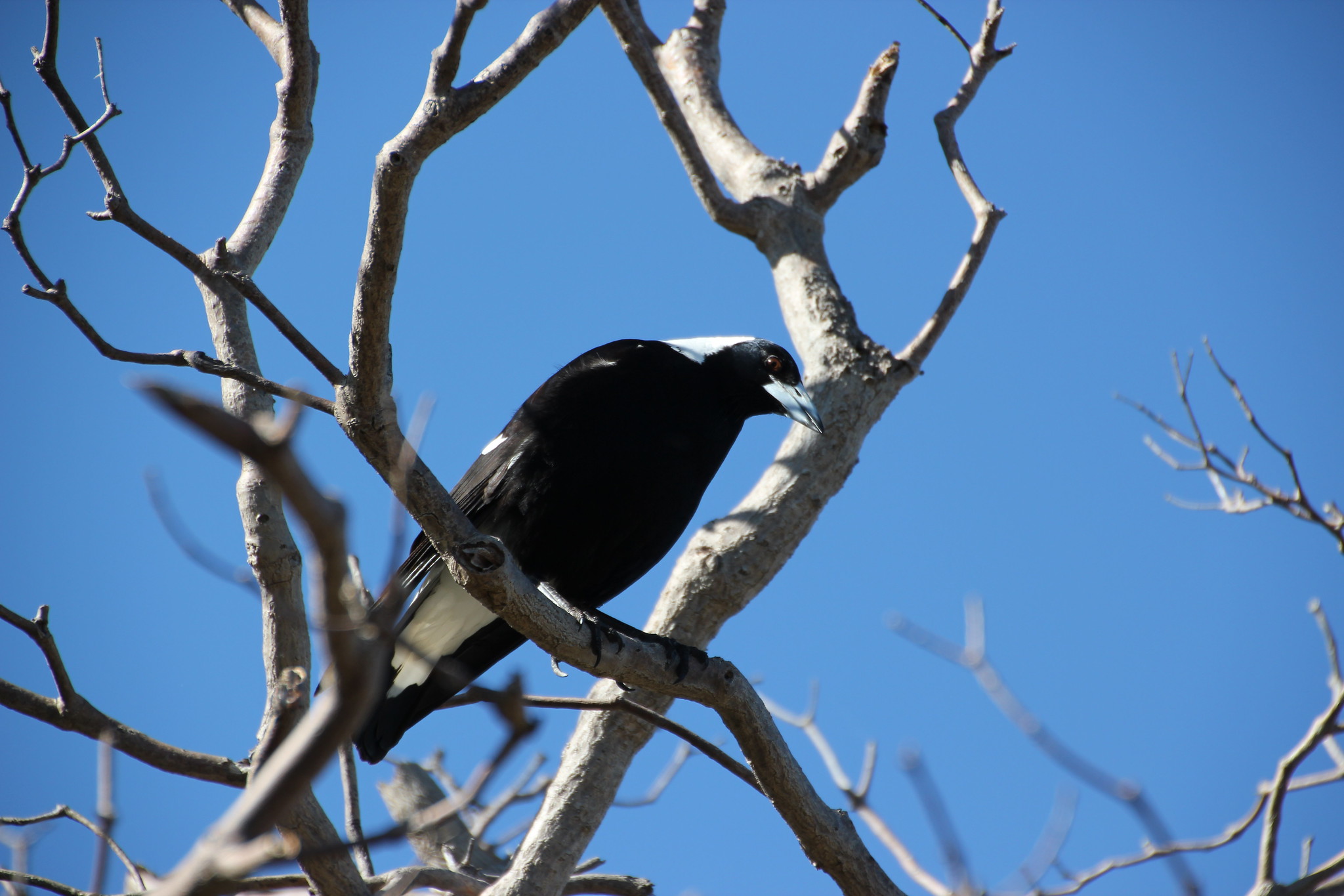 Image - Magpie