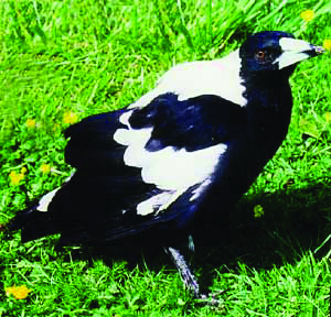 Image - Magpie