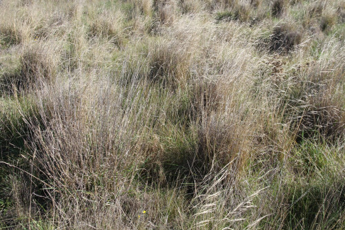 Chilean needle grass