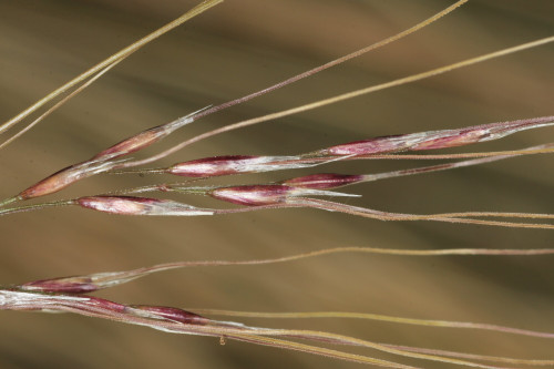 Chilean needle grass