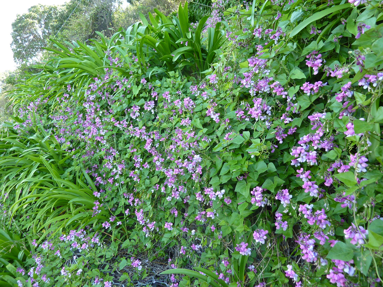 Image - Mile a minute