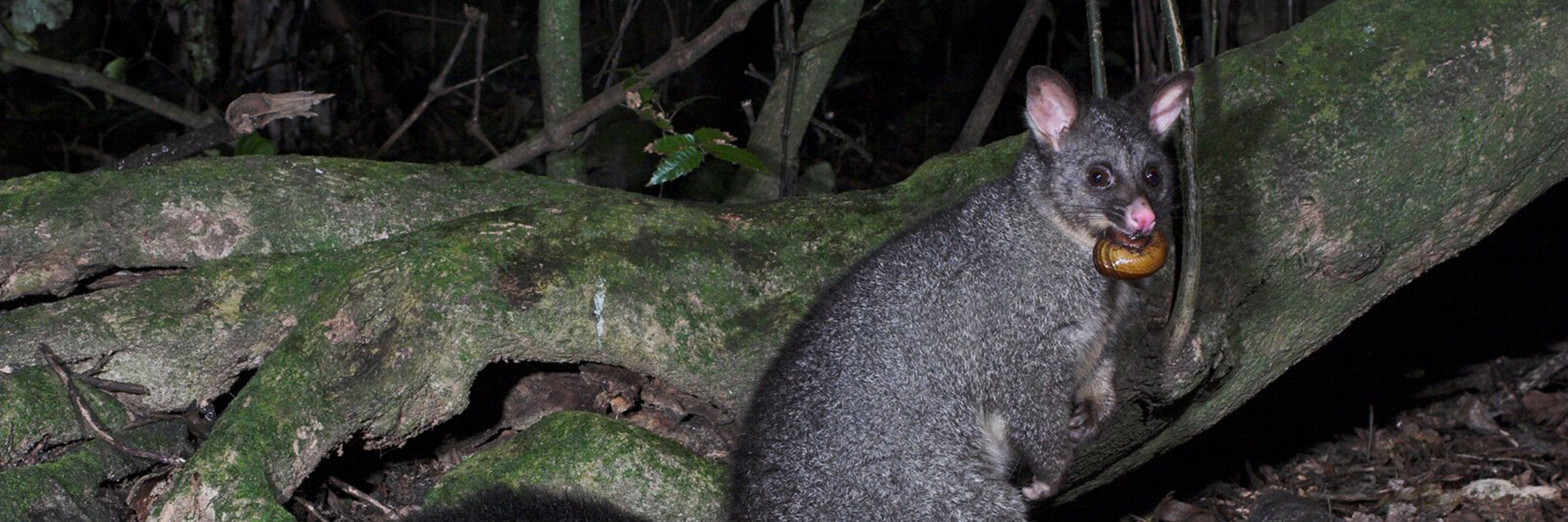 Image of a possum with a snail in it's mouth hiding in a tree